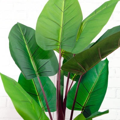 Faux Rubber Plant