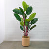 Anthurium Plant