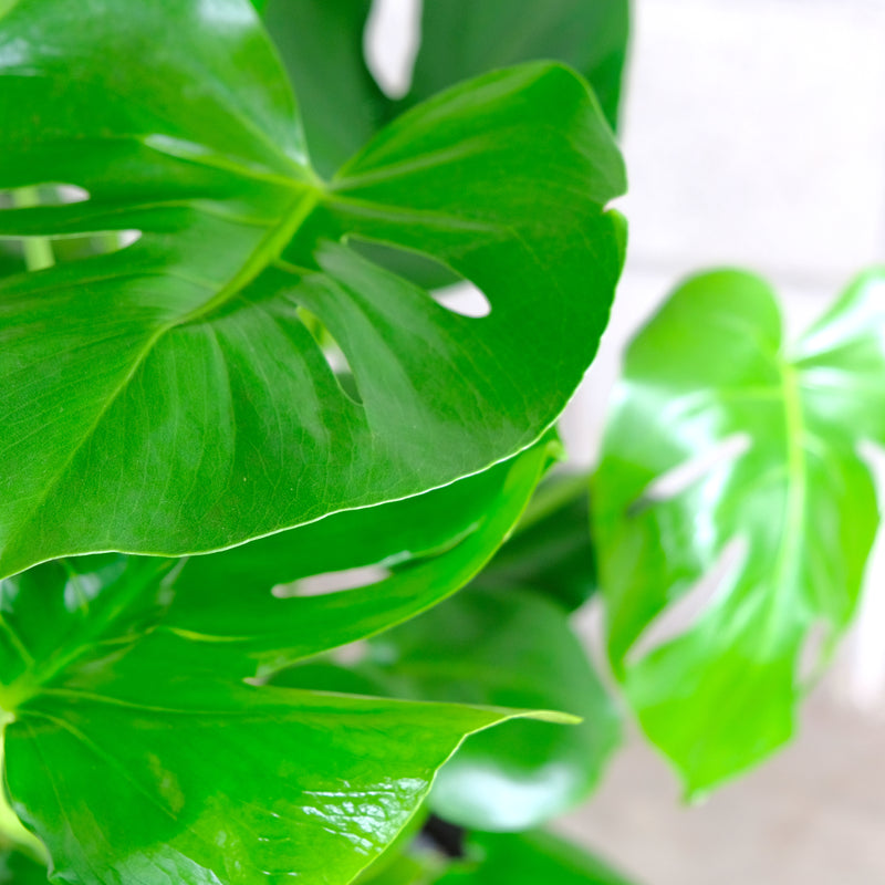 Split leaf philodendron