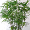 Rhapis Excelsa