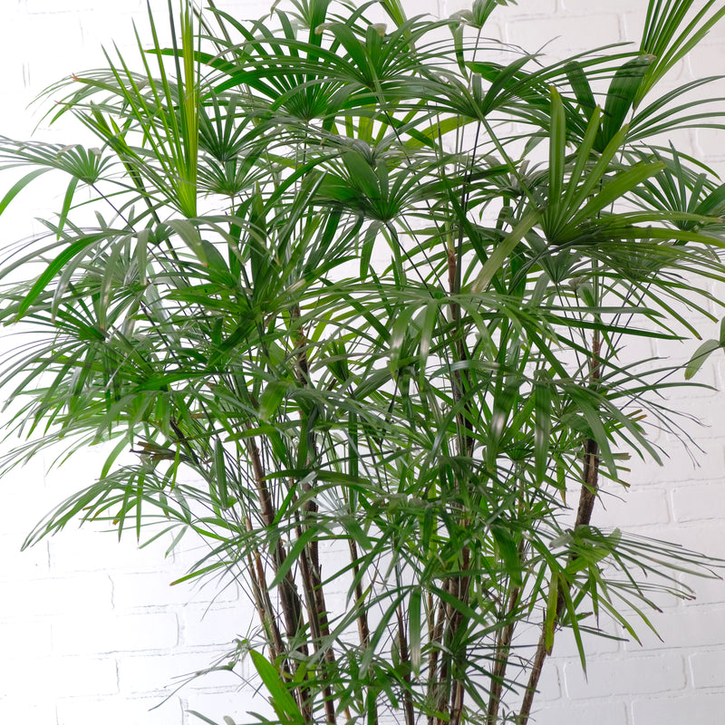 Rhapis Excelsa