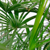 Rhapis Excelsa