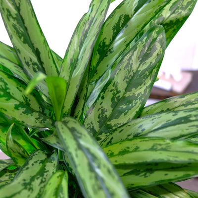 Aglaonema pseudobracteatum