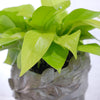 Pothos Neon