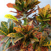 Codiaeum Variegatum