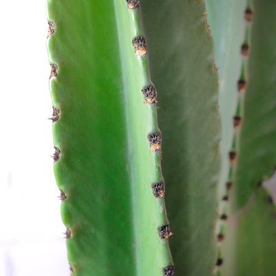 Double Euphorbia Ingens Jr.