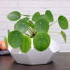 Pilea Peperomioides geometric