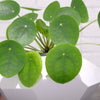 Pilea Peperomioides geometric