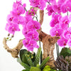 Delilah's Orchids