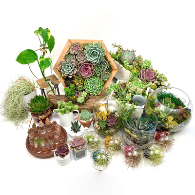 “Stay At Home” DIY Succulent & Air Plant Bundle Kit