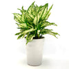 Aglaonema First Diamond Spiral Ceramic Planter