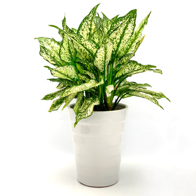 Aglaonema First Diamond Spiral Ceramic Planter