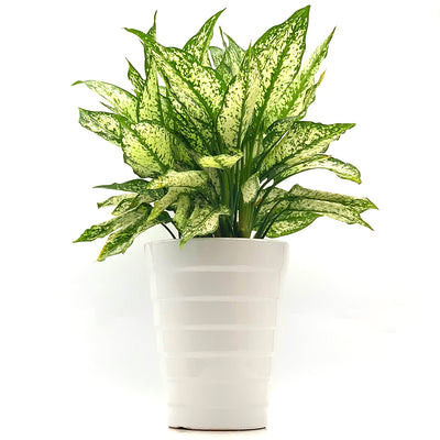 Aglaonema First Diamond Spiral Ceramic Planter