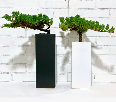 Modern Bonsai [a.k.a BongSai]