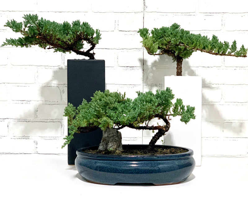 Big Bonsai [14 inch wide]