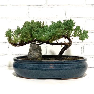 Big Bonsai [14 inch wide]