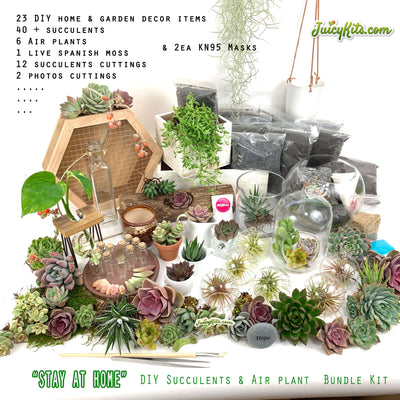 “Stay At Home” DIY Succulent & Air Plant Bundle Kit